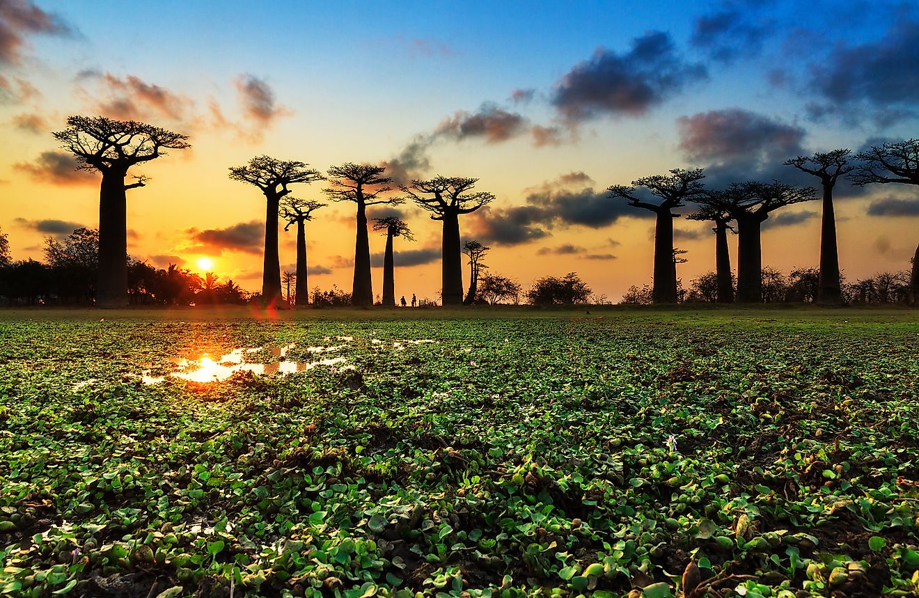Beautiful Baobab trees at sunset at the Avenue of the Baobabs in Madagascar. image credit: Dennis van de Water/Shutterstock.com