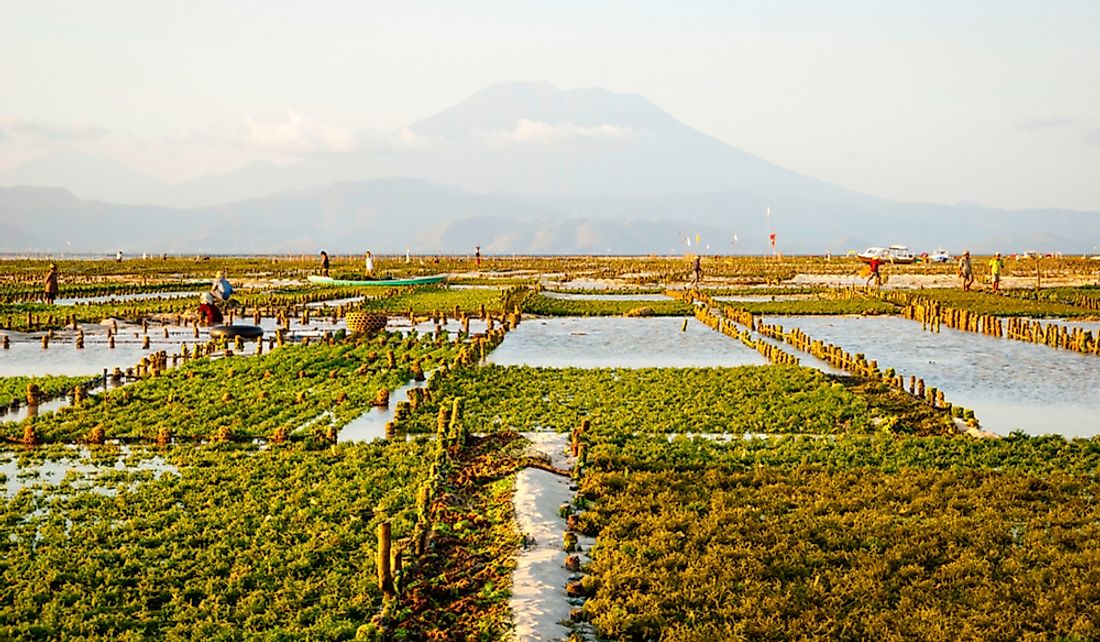 Algae farm in Nusa Lembongan, Indonesia.
