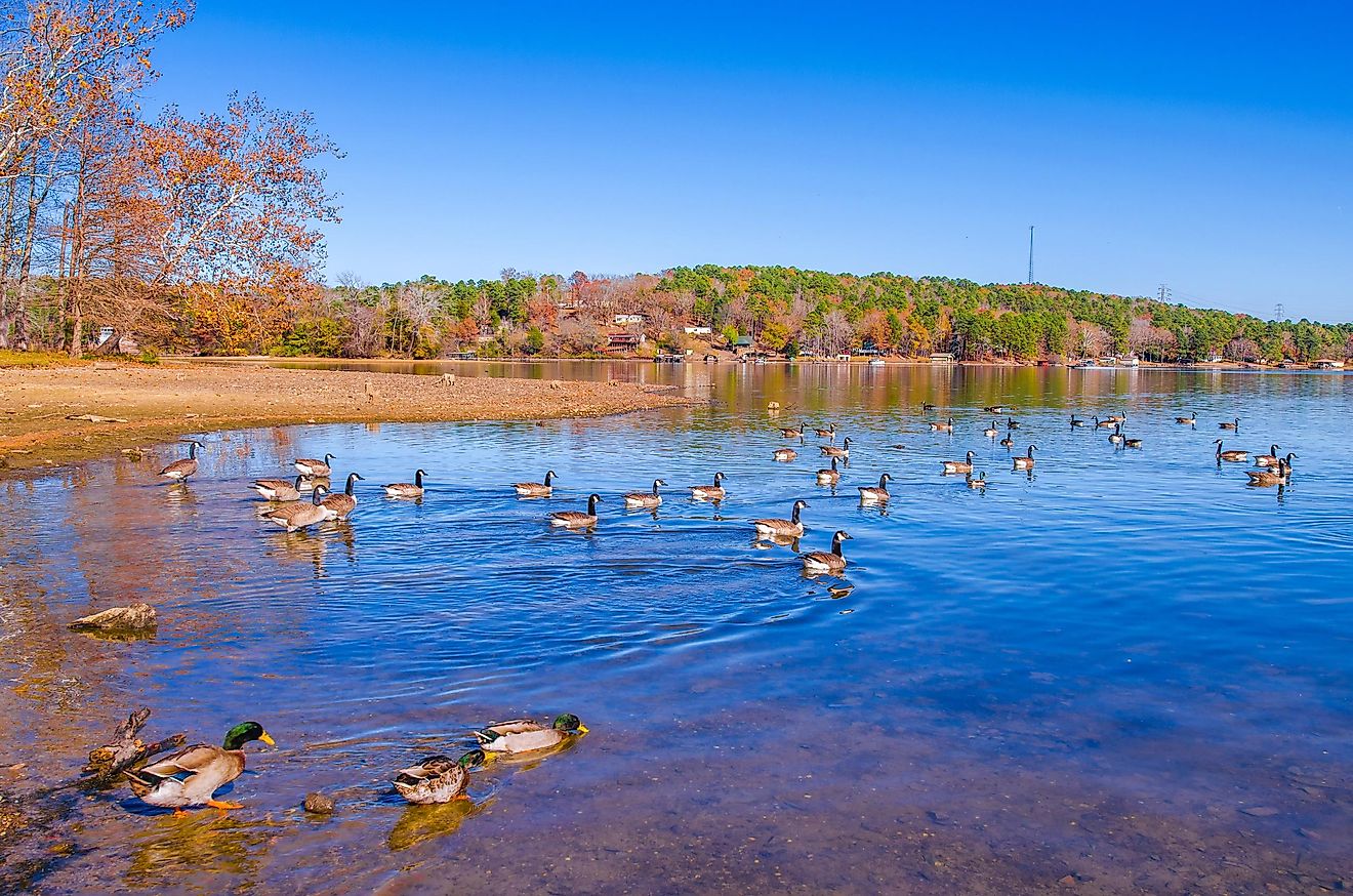 A flock of geese in Lake Catherine, Arkansas.