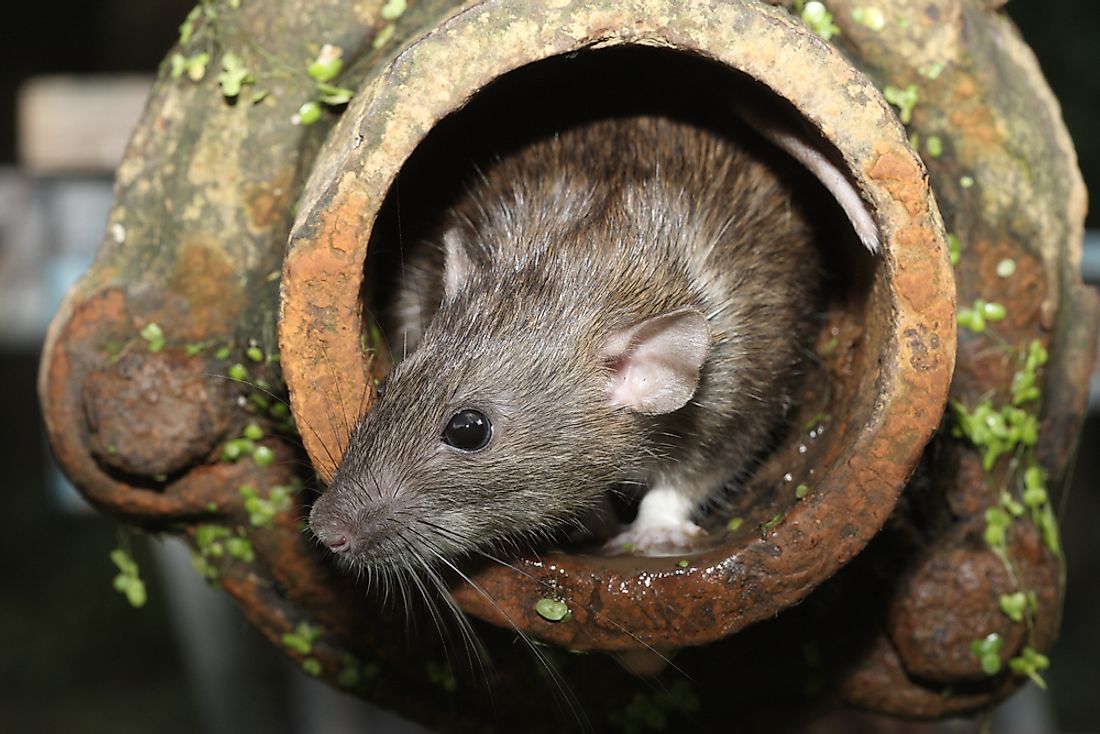 Humans are the biggest threat to the rat population. 
