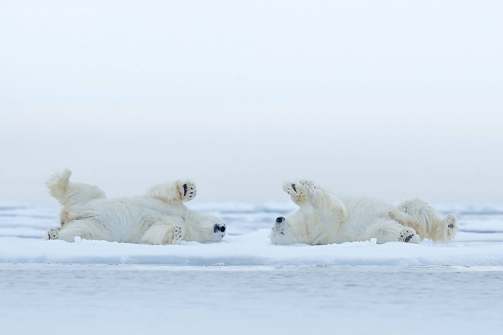 The Biggest Threats To Polar Bear Populations Today WorldAtlas