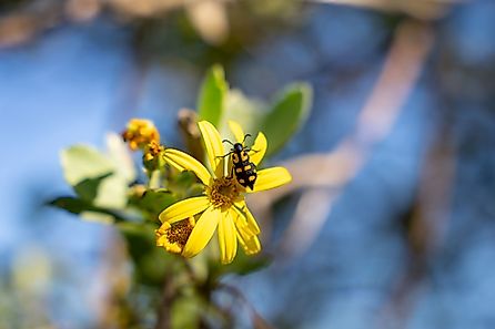 A vibrant yellow flower with a blister beetle on it, set against a blurred natural background.