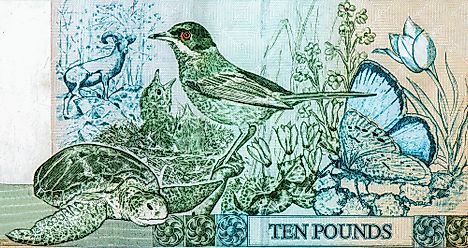 Green sea turtle and Cyprus warbler birds featured on Cyprus 10 pounds 1997 Banknotes