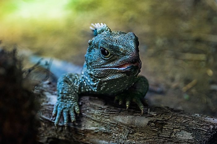 Tuatara A Unique Reptile Of New Zealand Worldatlas