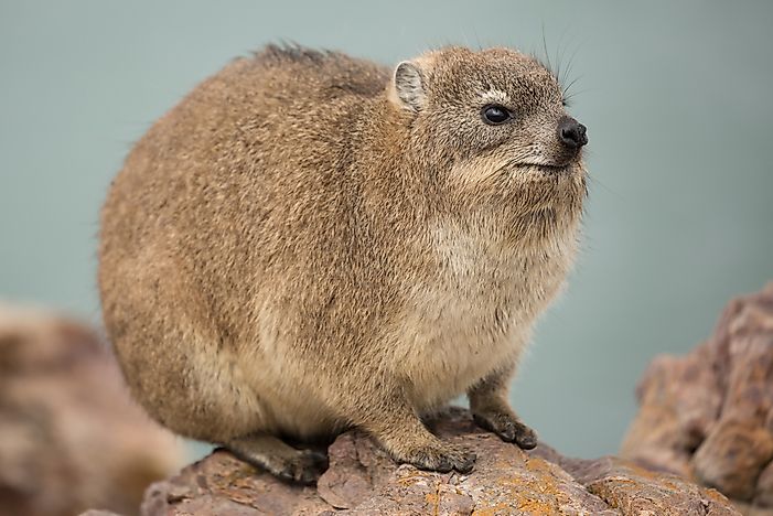 Hyrax Facts: Animals Of Africa - WorldAtlas.com