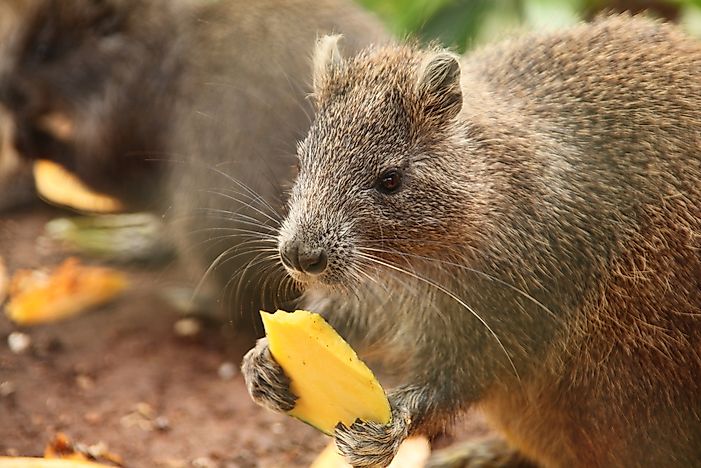 largest-rodents-in-the-world-worldatlas