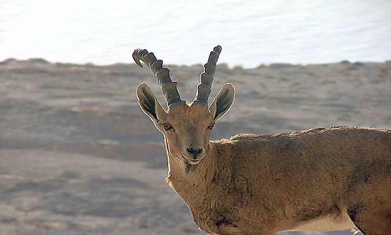 life-in-the-arabian-desert-what-animals-live-here-worldatlas