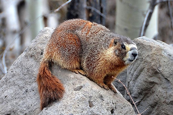 Endangered Animals of Canada - WorldAtlas.com