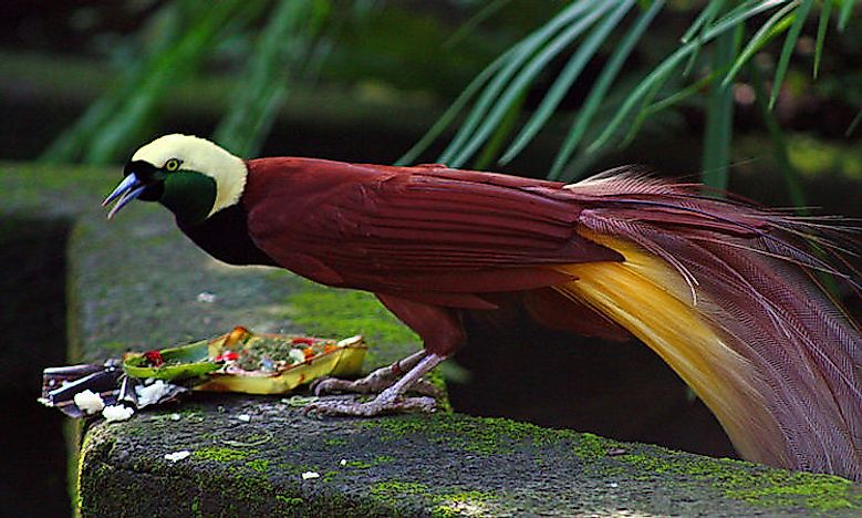 Most Colorful Birds From Around The World - WorldAtlas.com