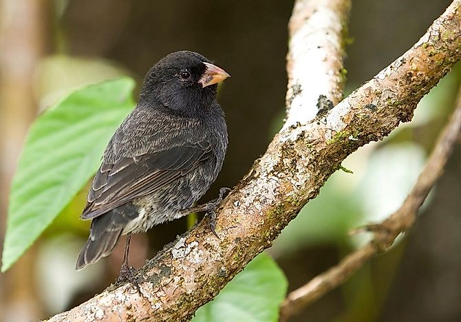 Darwin's Galapagos Finches - WorldAtlas.com