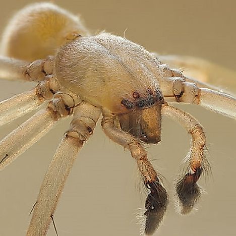 9 Of The Deadliest Spiders In The World - WorldAtlas.com