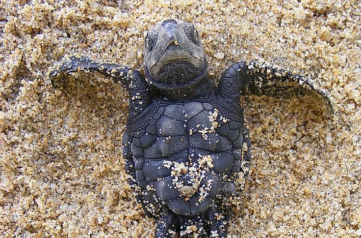 olive-ridley-sea-turtle-facts-animals-of-north-america-worldatlas