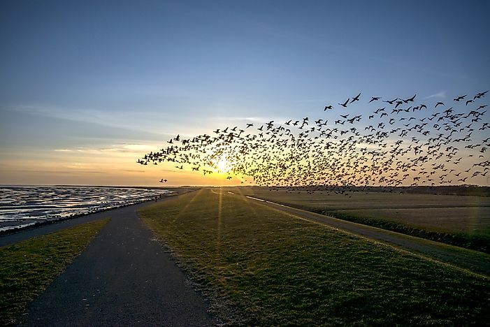 why-do-birds-migrate-worldatlas