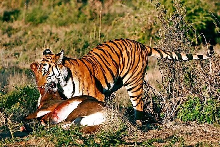 Most Threatened Tigers In The World