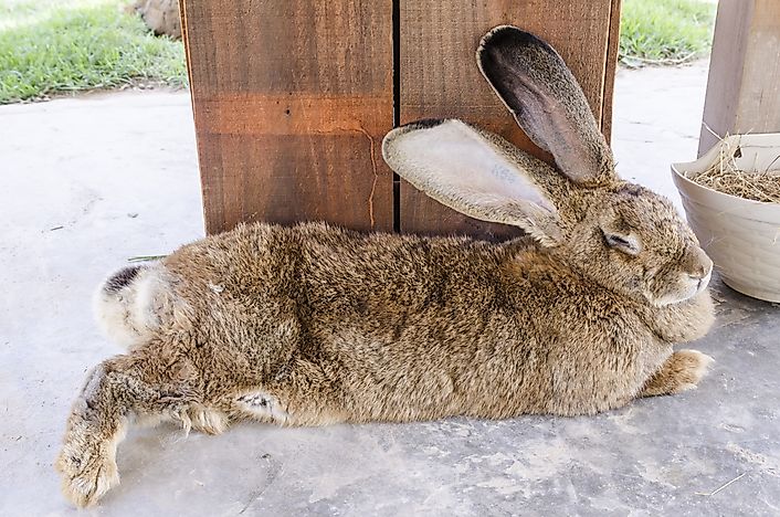 What Is The Biggest Rabbit Ever Recorded