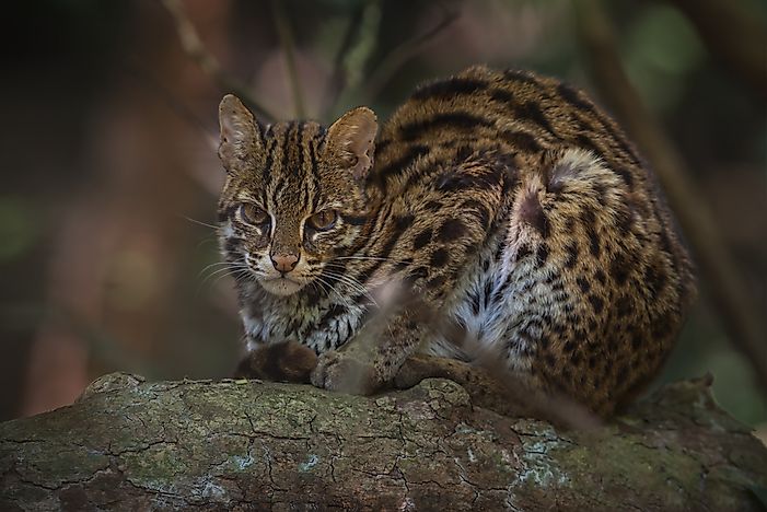 The Ten Species Of Small Wild Cats Found In Asia - WorldAtlas.com