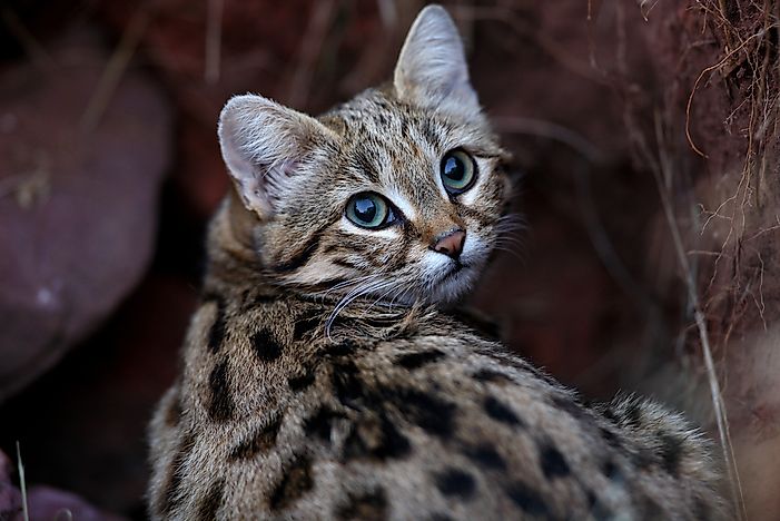 Black Footed Cat Facts Animals Of Africa WorldAtlas