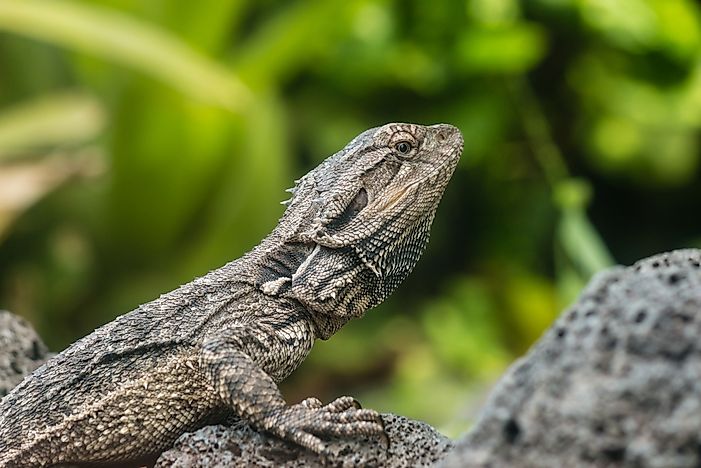 Longest Living Animals On Earth - WorldAtlas.com