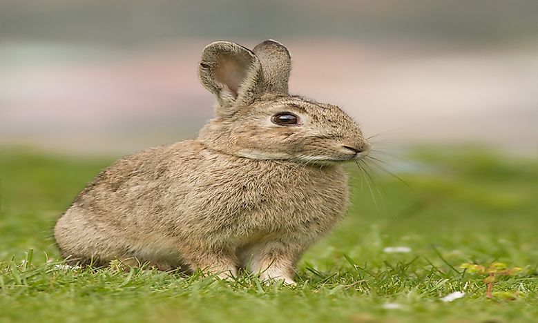 invasive-species-in-australia-serious-threats-to-australian