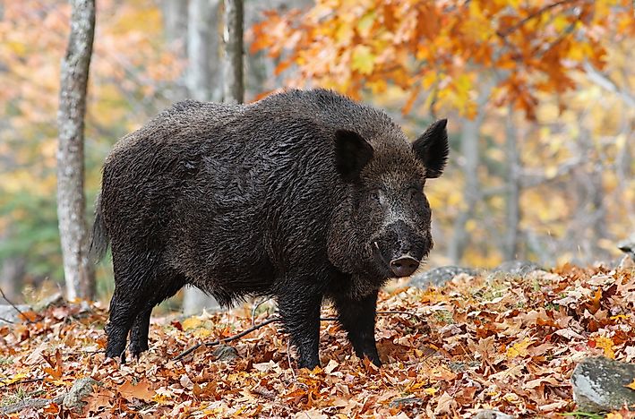 the-10-species-of-pigs-worldatlas