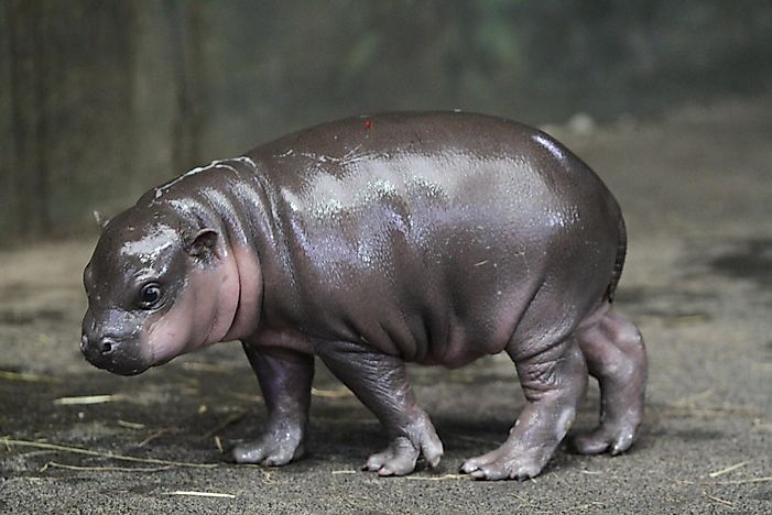 Pygmy Hippo Facts: Animals Of Africa - WorldAtlas.com