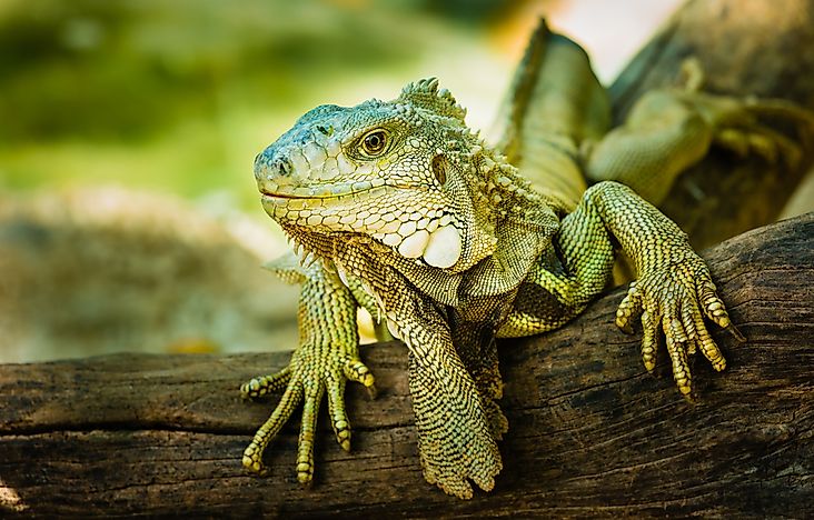 Types Of Lizards - Worldatlas.com