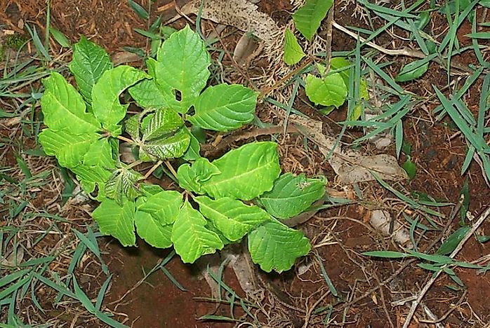 native-plants-of-kenya-worldatlas