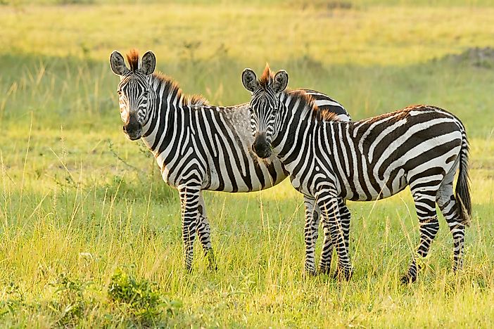 How Many Types Of Zebras Are There? - WorldAtlas.com