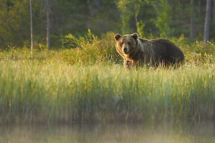 what-is-an-indicator-species-worldatlas