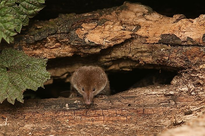 Are Shrews Dangerous