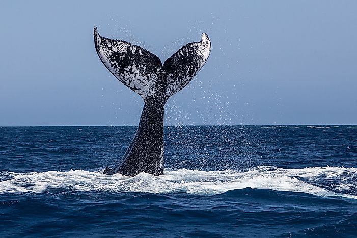 5 Best Places to Go Whale Watching in Canada This Summer - WorldAtlas.com