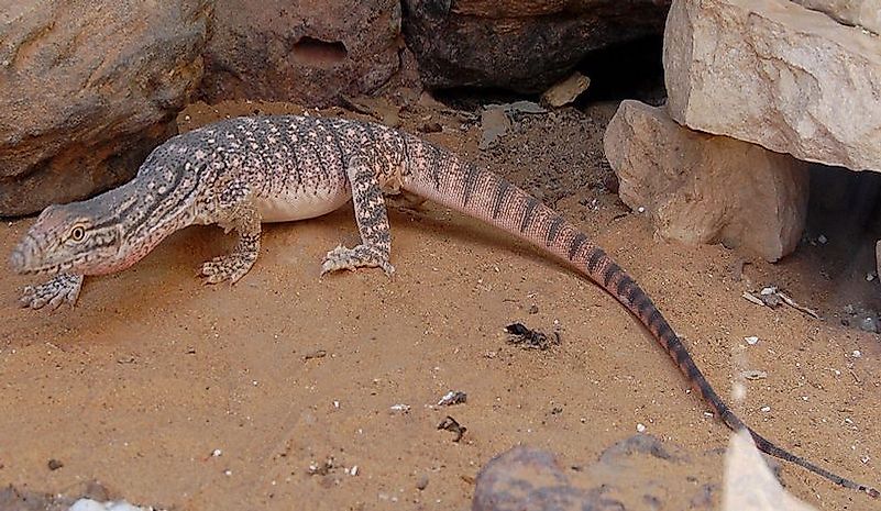 what-animals-live-in-the-sahara-desert-worldatlas