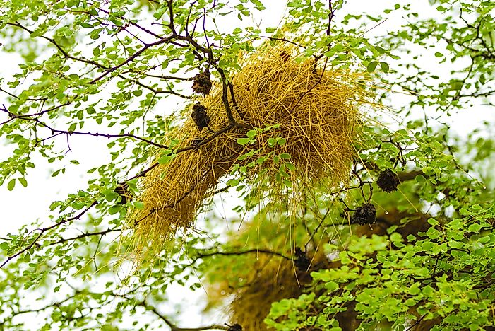 how-many-types-of-nests-are-built-by-birds-worldatlas