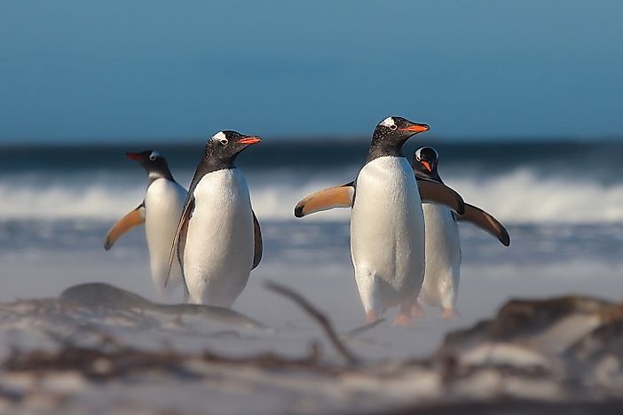 gentoo-penguin-facts-animals-of-antarctica-worldatlas