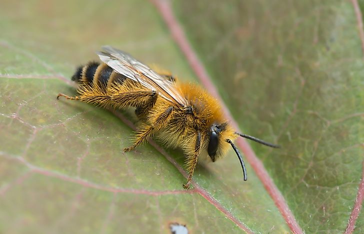 The Seven Different Types Of Bees WorldAtlas