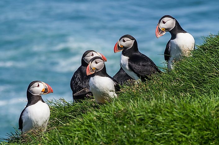 Puffin Facts Animals Of The World