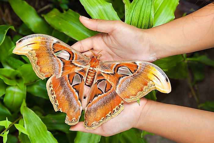 The Biggest Insects In The World WorldAtlas