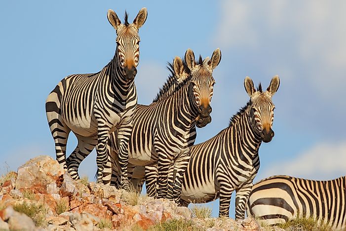 How Many Types Of Zebras Are There