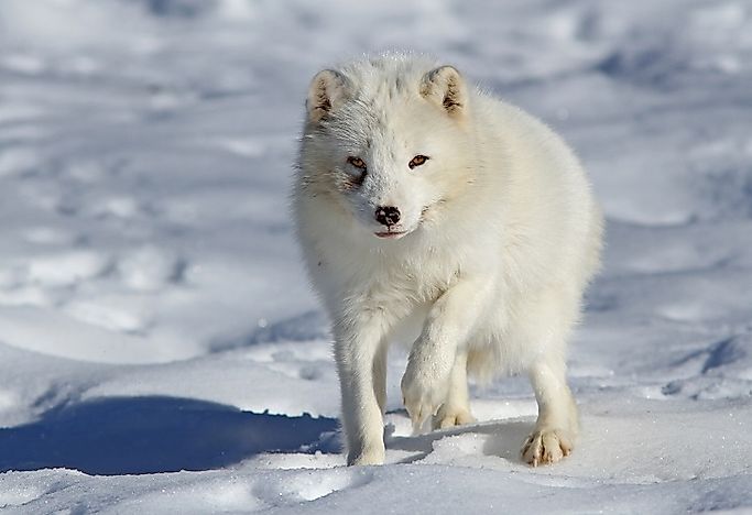 endothermic-warm-blooded-animals-worldatlas