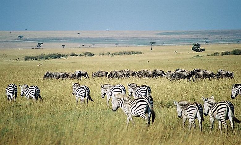 Interesting Facts About Zebras 5492