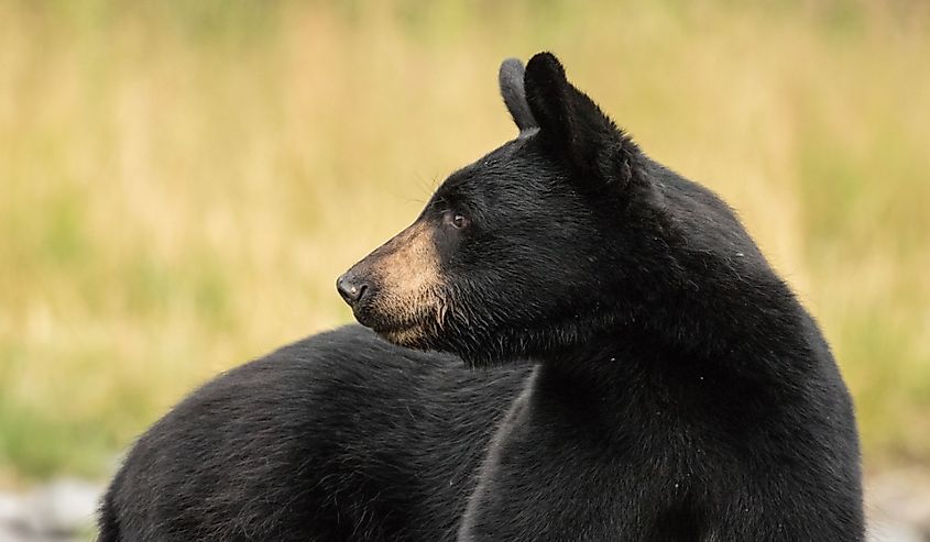 Black bear profile looking sideways