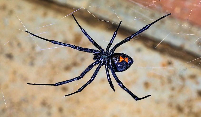 Black Widow Spider waiting for her prey