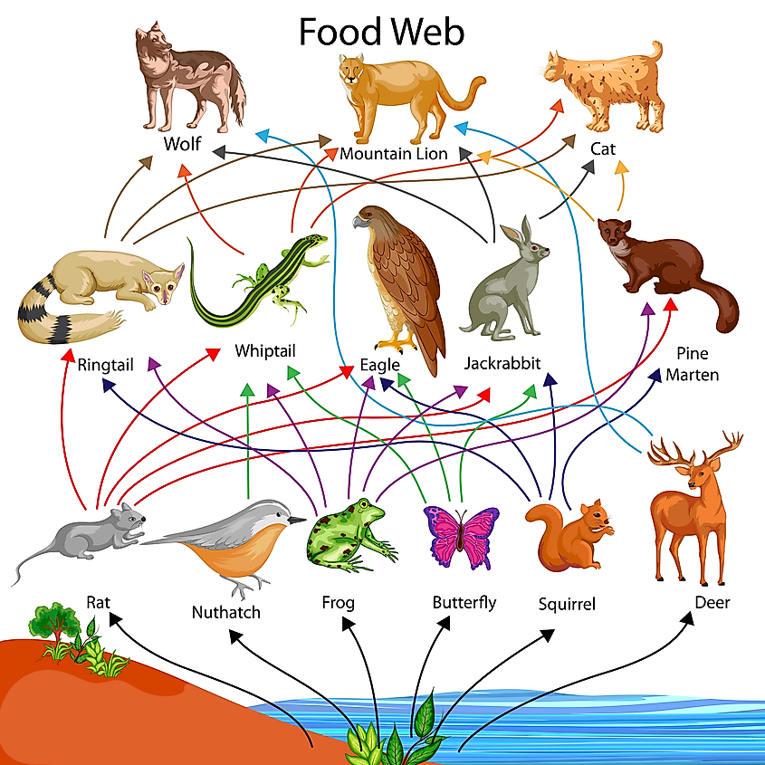 Food web and biodiversity