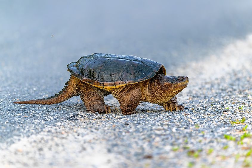 A snapping turtle crossing the road.