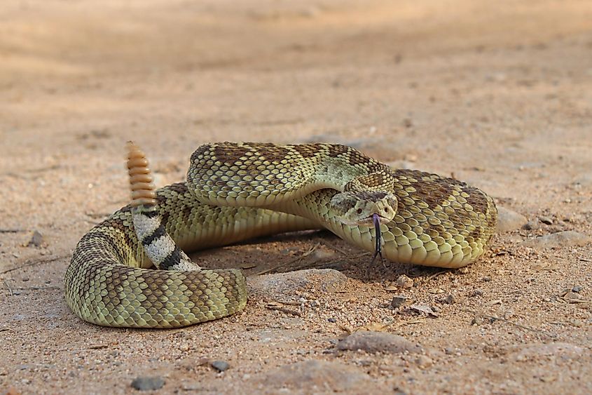 Mojave Rattlesnake in Arizona (Crotalus scutulatus).