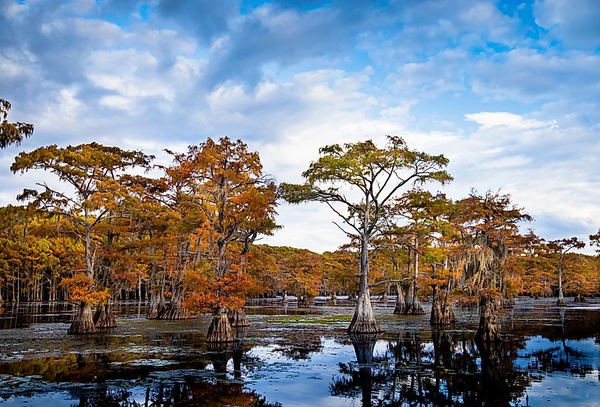 Bald cypress in autumn colour at Caddo Lake, Texas