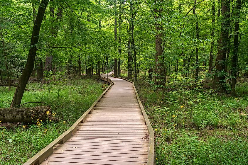 Boardwalk Trail at Congaree National Park in central South Carolina.