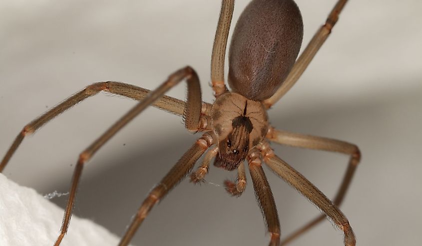 Brown recluse spider close-up