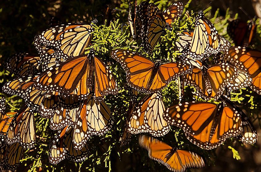 Monarch butterflies flock to Ellwood in the thousands.