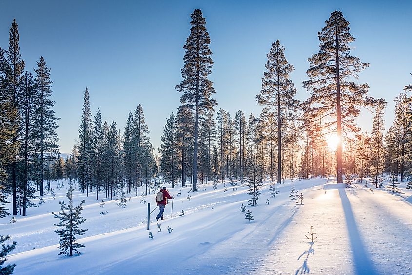 Panoramic view of a man cross-country skiing on a track in beautiful nordic winter